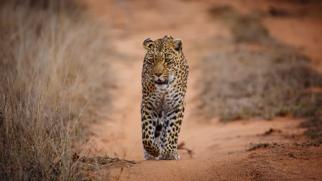 African Leopard Sabi Sands