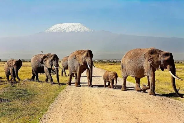 Elephant Amboseli safaris