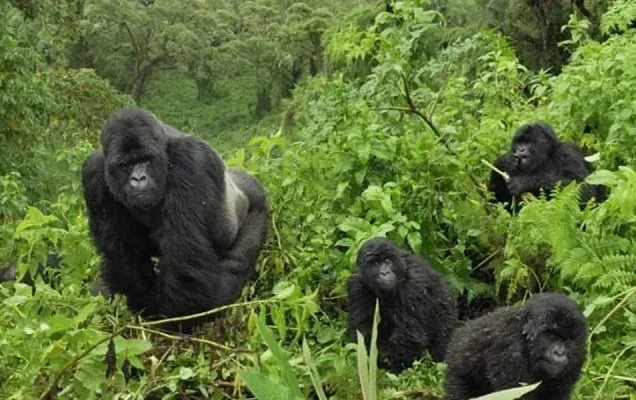 Bwindi Gorilla Trekking Tours With Packages Prices