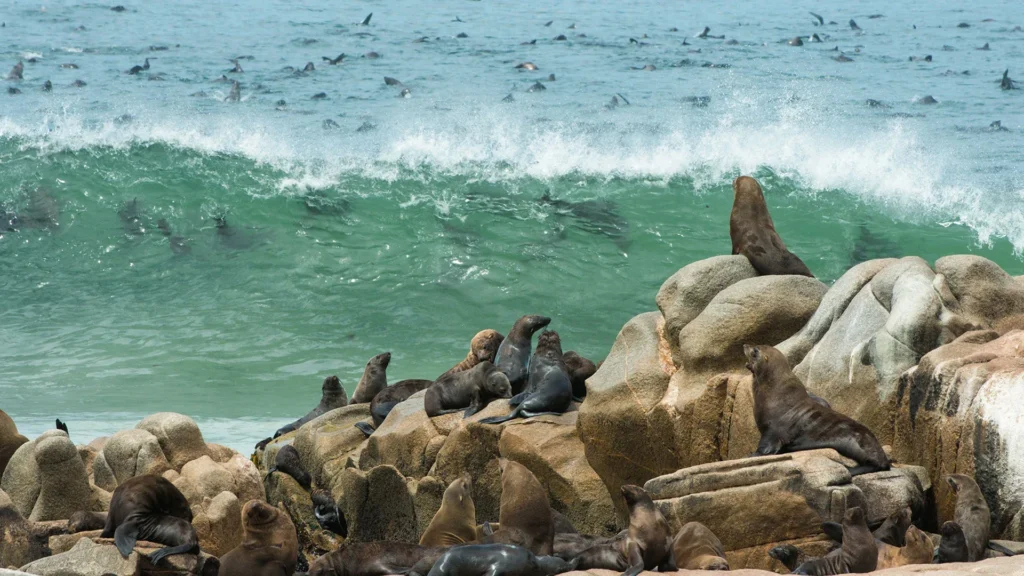 Cape Cross Seal Colony