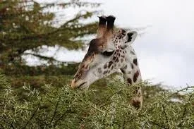 Ethiopia-Giraffes