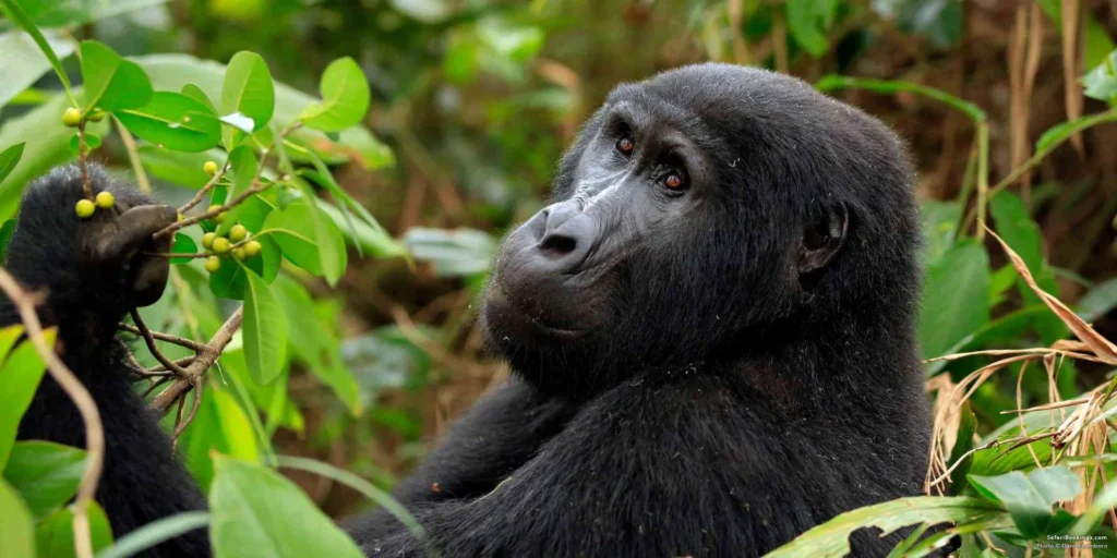 Gorilla rekking Uganda Versus Rwanda Which Is Better