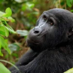 Gorilla rekking Uganda Versus Rwanda Which Is Better