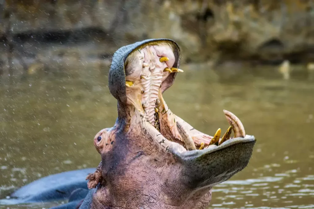 Hippo and Crocodile Boat Tour