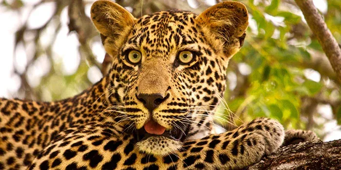 Kafue National Park leopards