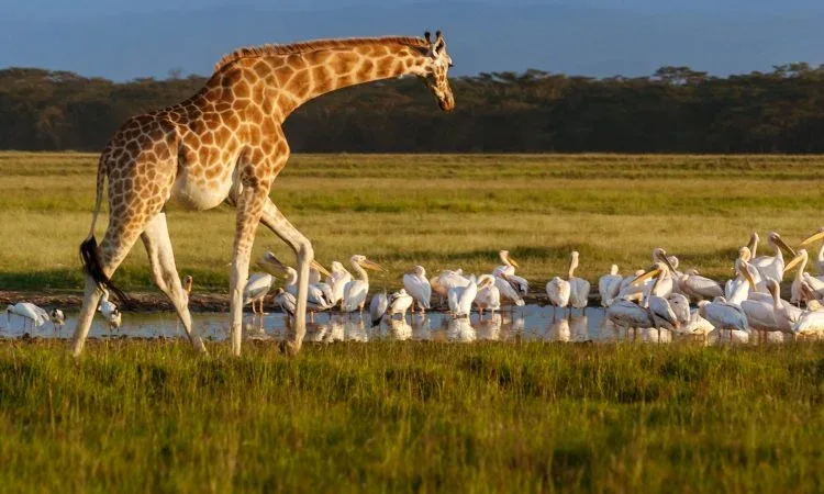 Kenya Giraffes