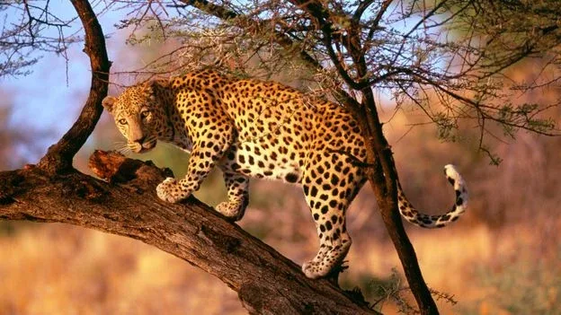 KwaZulu-Natal-South-Africa-leopards