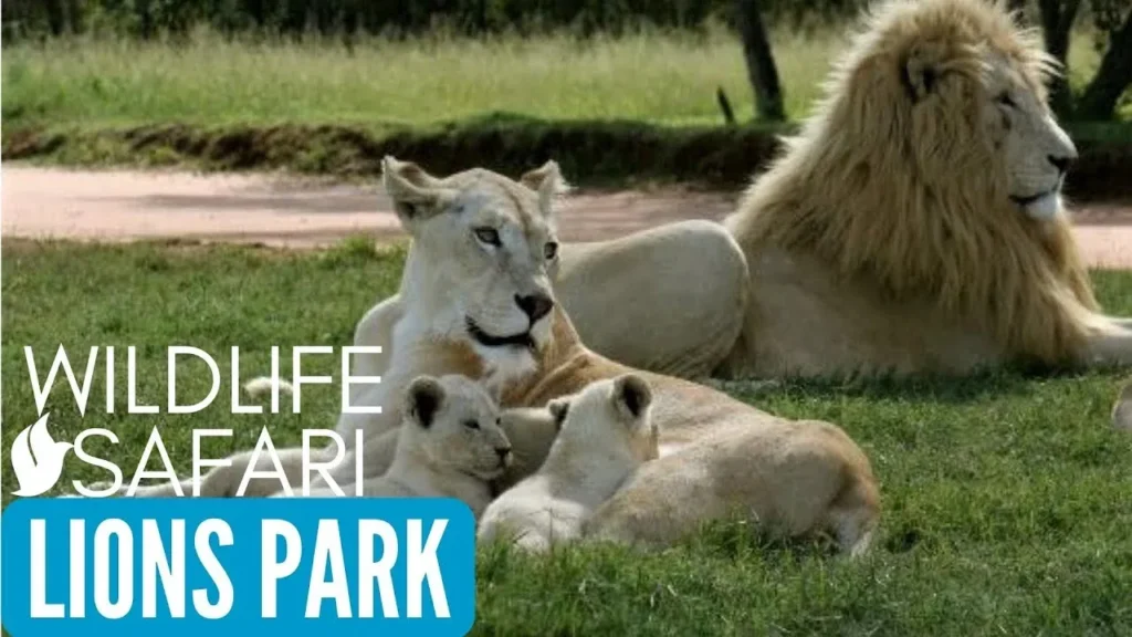 Lion Park