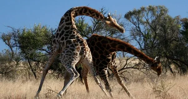 Mali Giraffes