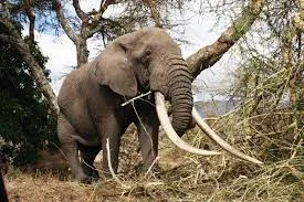 Meet-Tanzanias-Most-Giant-Elephant