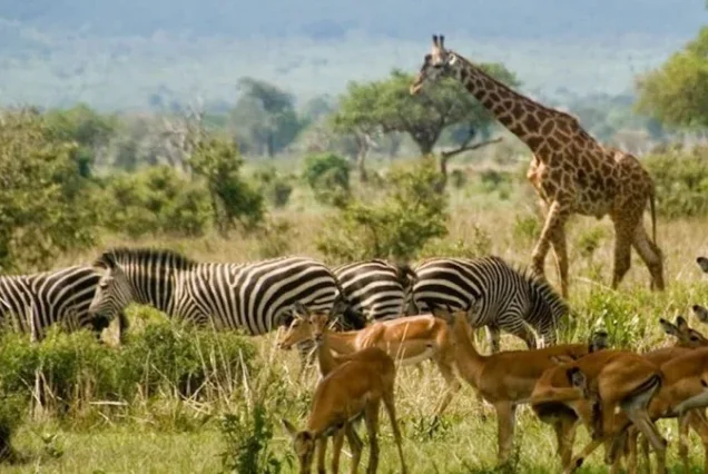 Mikumi national park Southern Circuit Safaris In Tanzania