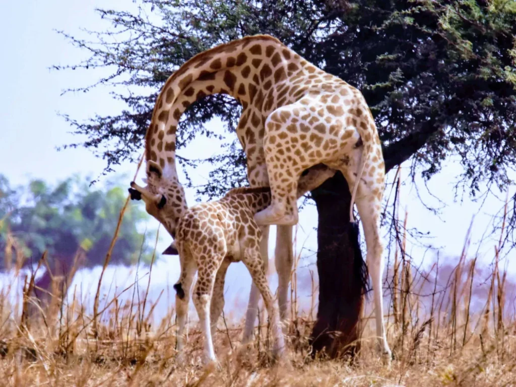 Nigeria Giraffes