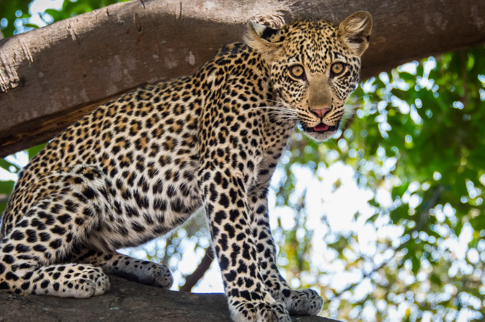 Places to See Leopards in Africa