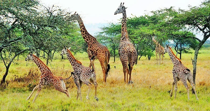 Rwanda Girrafi Safaris