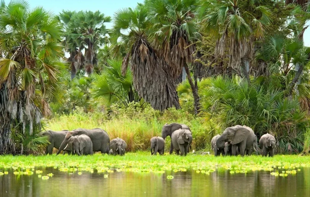 Selous Game Reserve elephants safaris