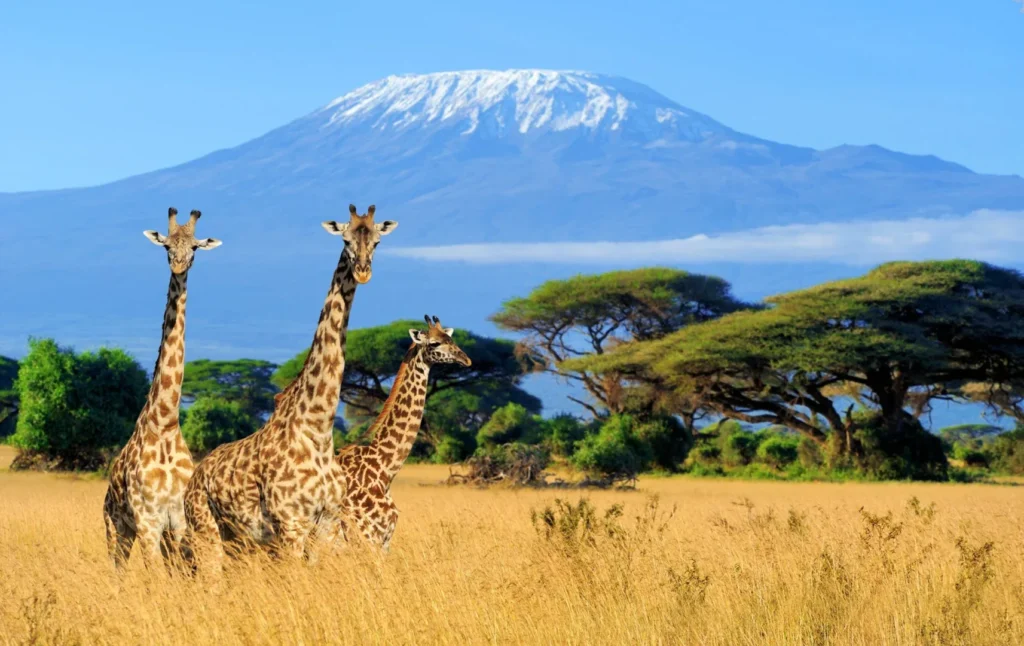 Safaris Near Mt Kilimanjaro