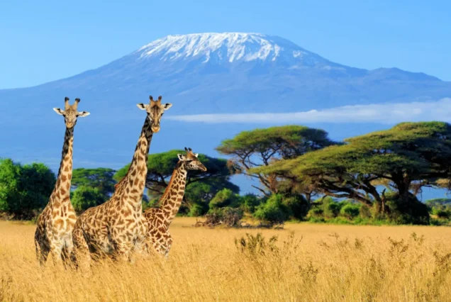 Safaris Near Mt Kilimanjaro