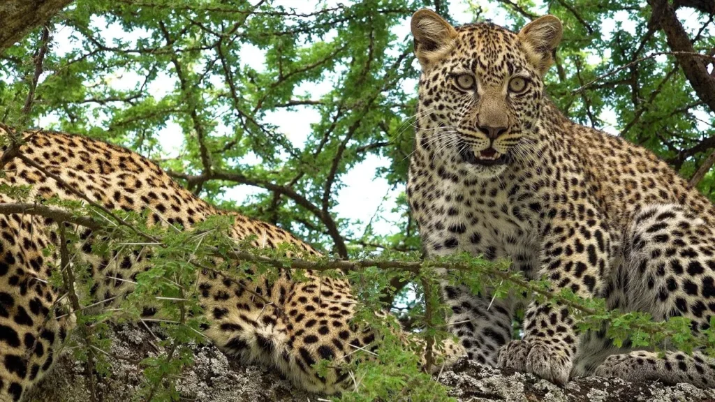 Serengeti National Park leopards