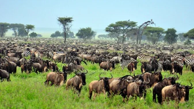 Serengeti National Park safari packages