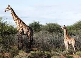 Uganda-Giraffes