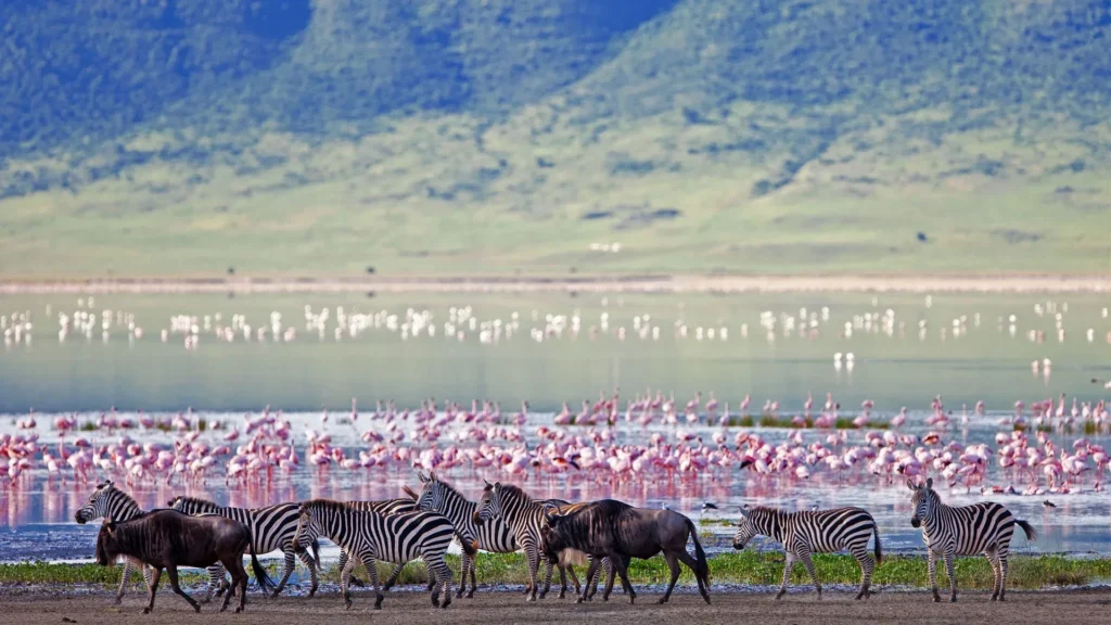 Ngorongoro Conservation Area packages