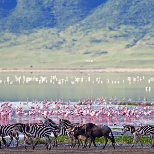Ngorongoro Crater Safari Tours & Holiday Packages, Prices, Reviews
