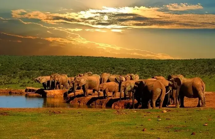 Addo Elephant National Park.
