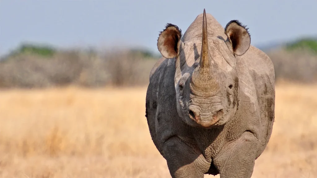 Black Rhinoceros endangered animals safaris
