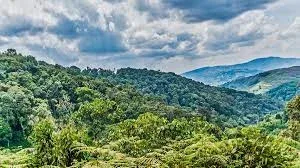 Bwindi-Impenetrable-Forest-National-Park-packages