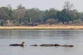 Canoeing with crocodiles and hippos in Zambezi National Park