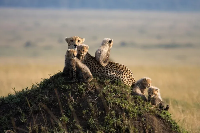 Cheetah+family+on+a+rock
