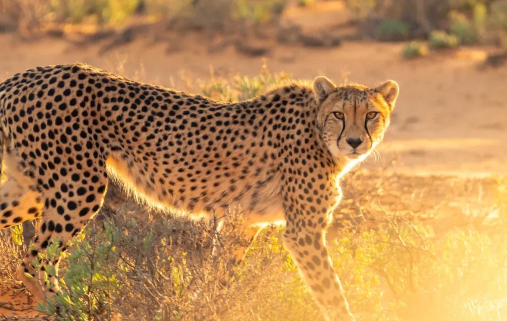 Cheetahs endangered animals safaris