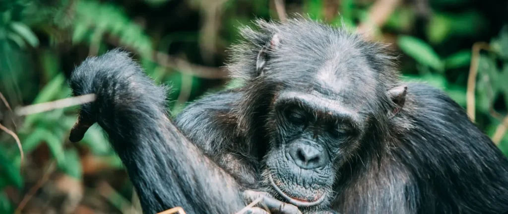 Chimpanzees endangered animals safaris