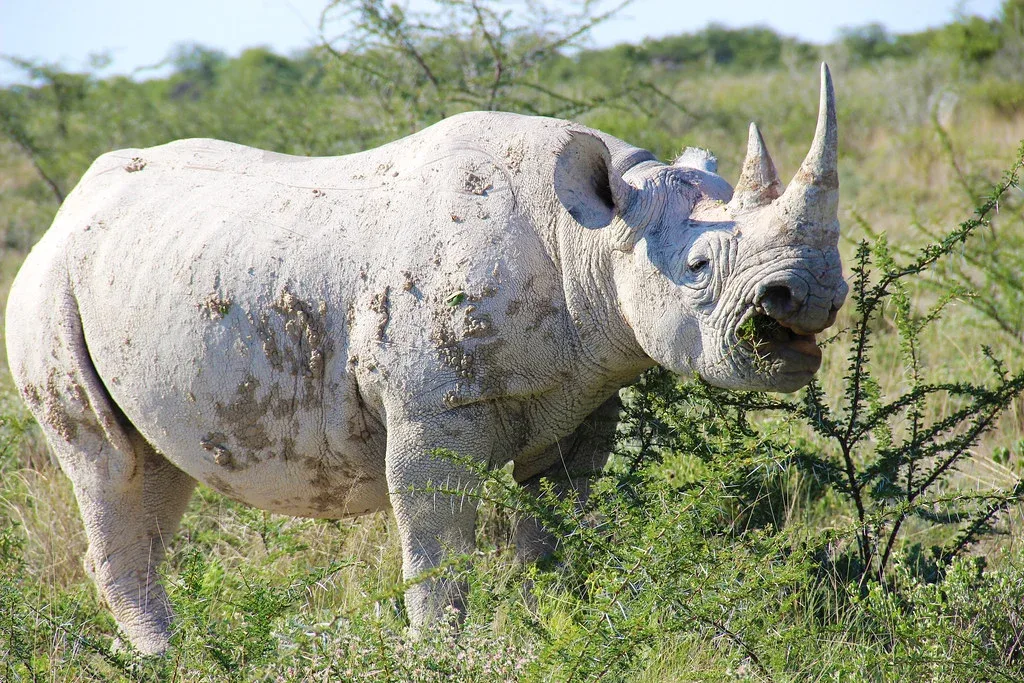 Etosha National Park rhino Namibia
