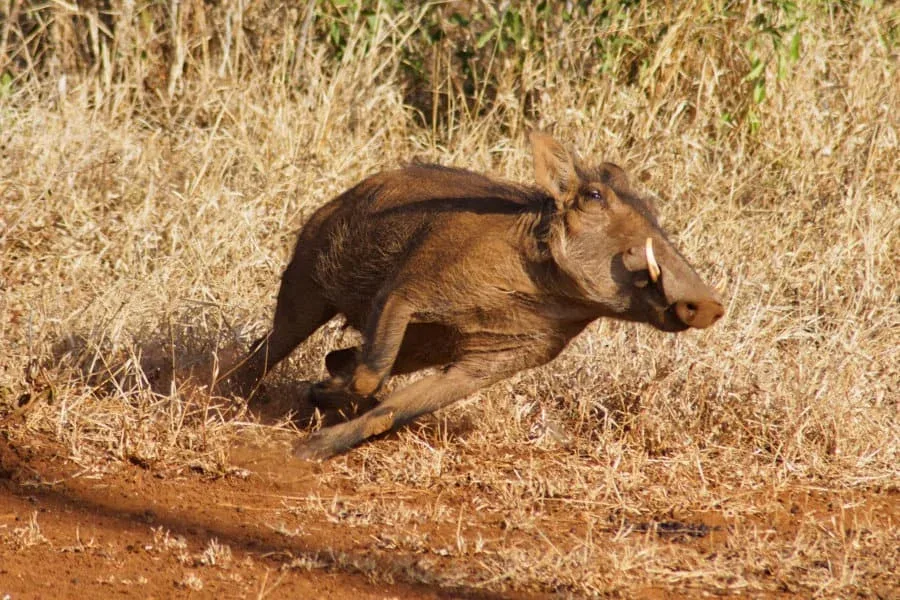 Facts About the Warthog running