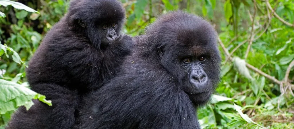 What You Need To Know About Gorilla Permit Uganda