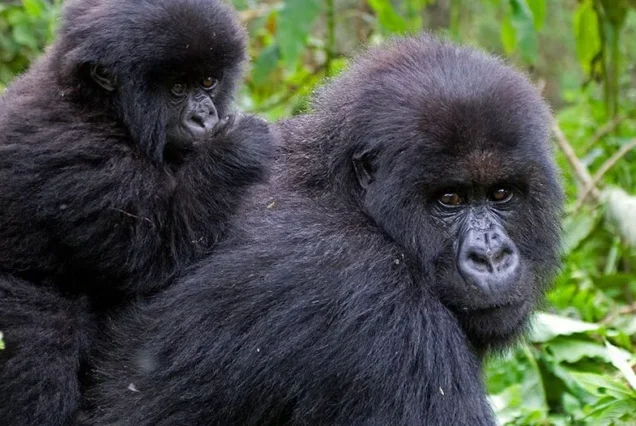What You Need To Know About Gorilla Permit Uganda