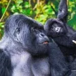 Gorilla Rwanda Holidays Packages