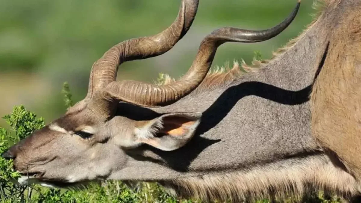 Great Facts of the Greater Kudu