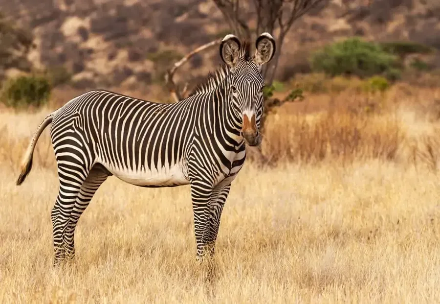 Grevys Zebra endangered animals safaris