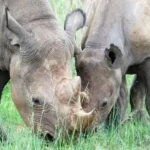 Imire Rhino and Wildlife Conservation Facility safari packages