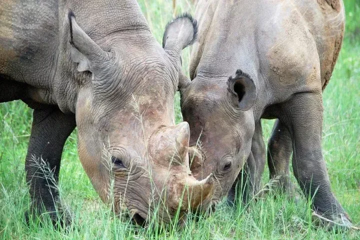 Imire Rhino and Wildlife Conservation Facility safari packages