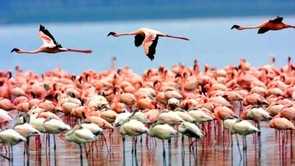 Lake Manyara National Park safari packages