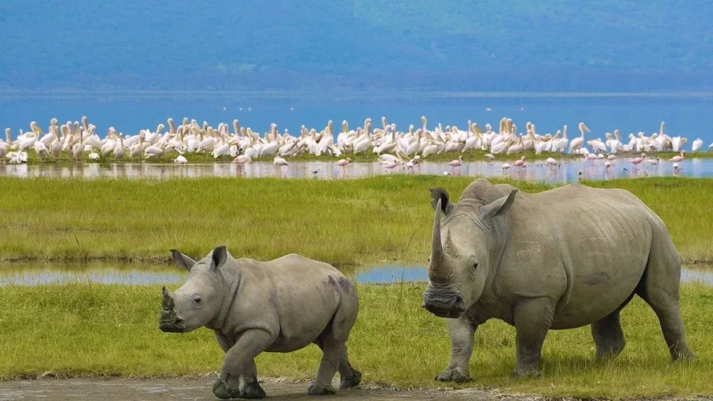 Lake Nakuru National Park safari packages