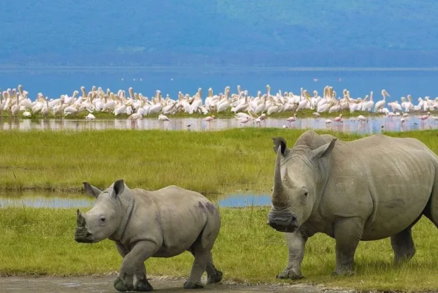 Lake Nakuru National Park safari packages