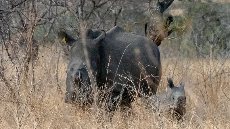 Matobo-National-Park-rhino-Zimbabwe