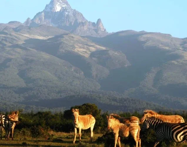 Climbing Mount Kenya Tours & Trekking Packages with Prices