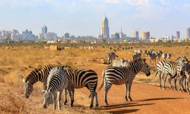 Nairobi National Park 1