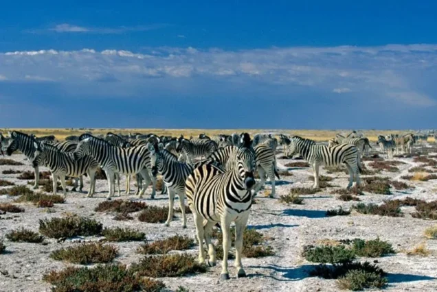 Namibia wildlife Holiday Camp Packages