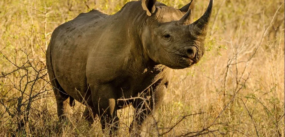 North Luangwa National Park rhino Zambia
